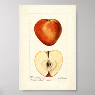 Póster Acuarela Pomológica Marshall Red Página de Scrapbo