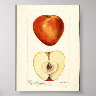 Póster Acuarela Pomológica Marshall Rojo