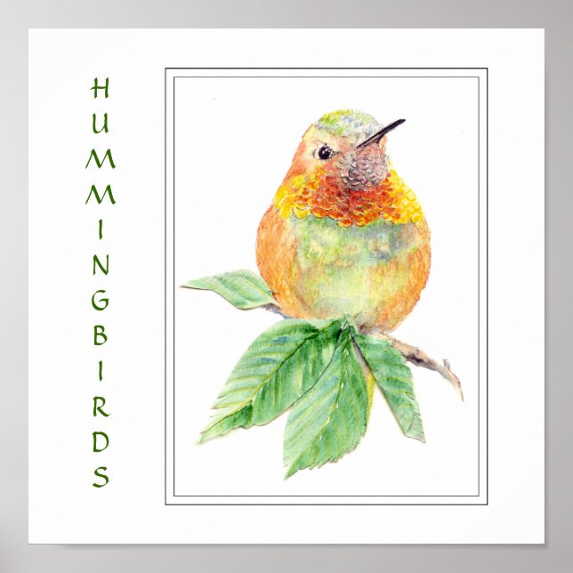 Póster Acuarela Rufous Hummingbird - Colección de aves (Frente)