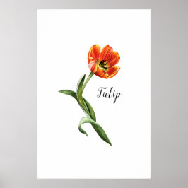 Póster Acuarela Tulip Floral