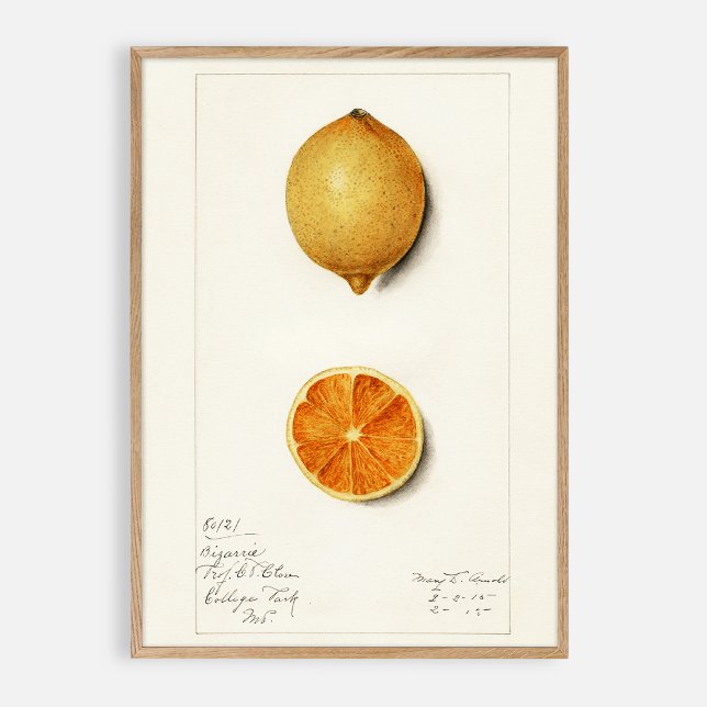 Póster acuarela vintage de Citrus (Subido por el creador)