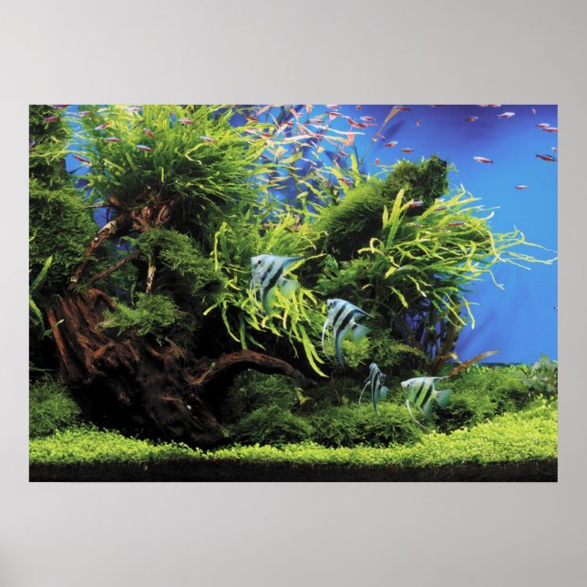 Póster Acuario de Angelfish de agua dulce (Frente)