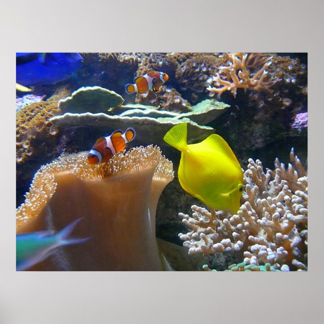 Póster Acuario (Nemo) (Frente)