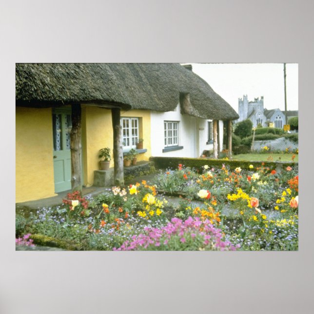 Póster Adare rosa, flores de Limerick (Frente)
