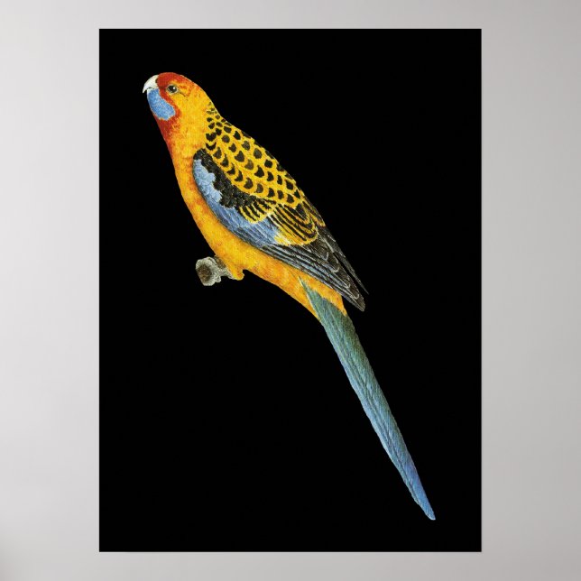 Póster Adelaide Rosella - Platycerus elegans adelaidae (Frente)