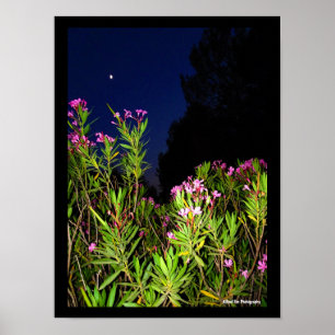 Póster Adelfa rosa por la noche