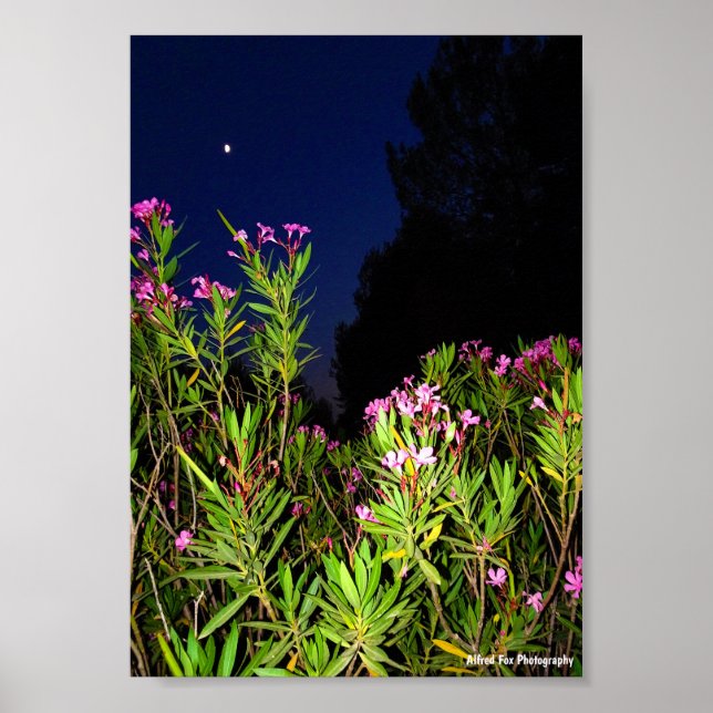 Póster Adelfa rosa por la noche (Frente)