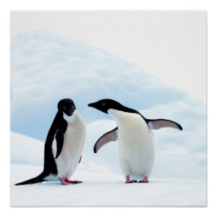 Póster Adelie Penguins