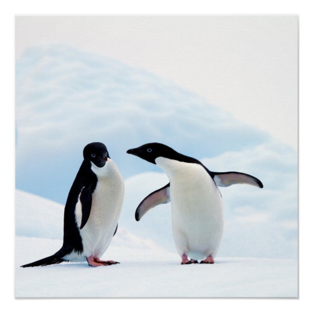 Póster Adelie Penguins (Anverso)