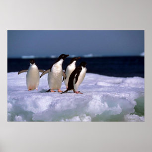 Póster Adelie Penguins