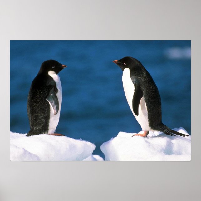 Póster Adelie Penguins (Frente)