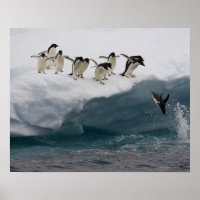 Adelie Penguins buceando en el mar Paulette