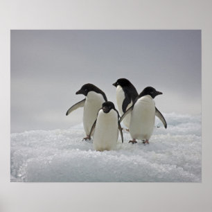 Póster Adelie Penguins en los flujos de hielo