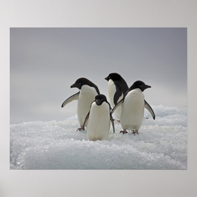 Póster Adelie Penguins en los flujos de hielo (Frente)