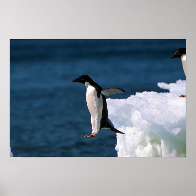 Póster Adelie Penguins Saltando De Un Iceberg (Frente)