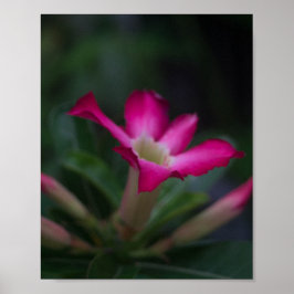 Póster Adenium obesum