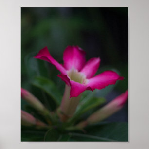 Póster Adenium obesum