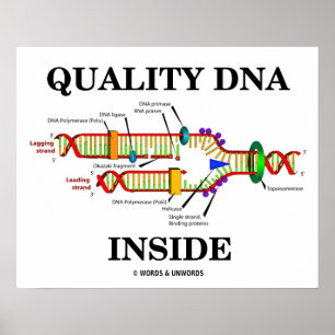 Póster Adentro de ADN de calidad (replicación del ADN)