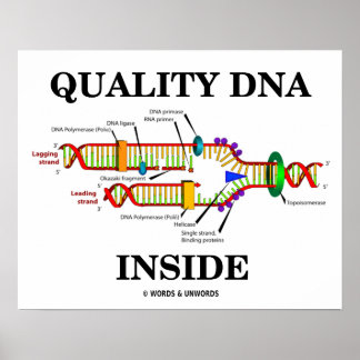 Póster Adentro de ADN de calidad (replicación del ADN)
