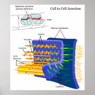 Póster Adherens Junctions Diagrama de complejos de proteí