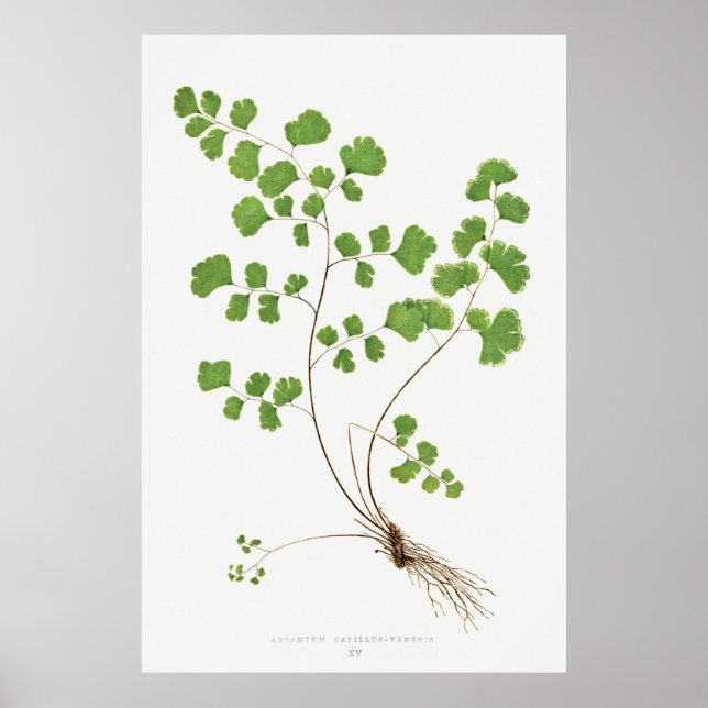 Póster Adiantum Capillus-Veneris (Southern Maidenhair Fer (Frente)