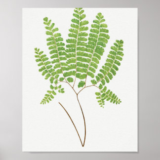 Póster Adiantum Pedatum (Northern Maidenhair Fern) from F