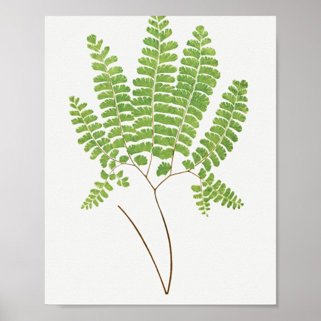 Póster Adiantum Pedatum (Northern Maidenhair Fern) from F (Frente)