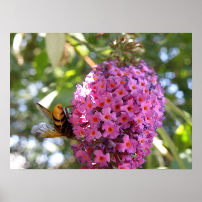 Póster Adiós, Hoverfly Print (Frente)