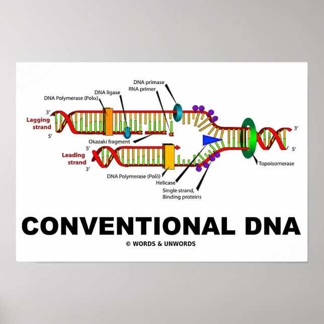 Póster ADN convencional Humor de biología molecular (Frente)