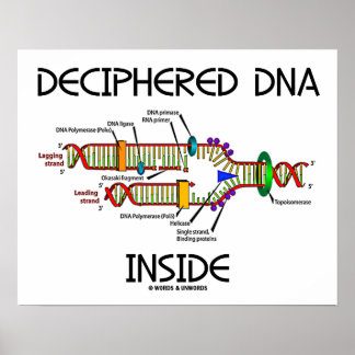 Póster ADN descifrado Dentro de la biología de replicació
