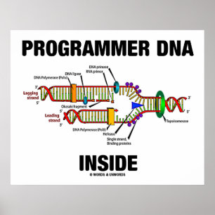 Póster ADN interno del programador (replicación del ADN)