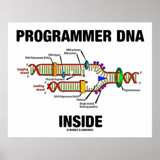 Póster ADN interno del programador (replicación del ADN)