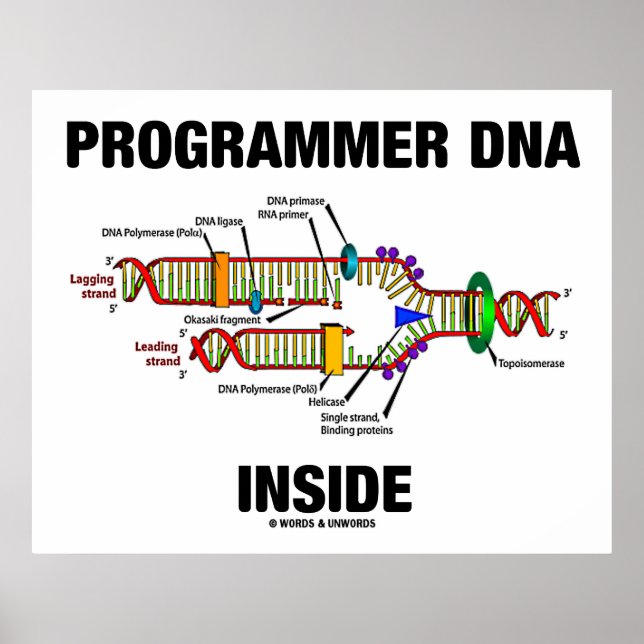 Póster ADN interno del programador (replicación del ADN) (Frente)
