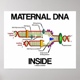 Póster ADN materno dentro de los genes Humor ADN Replicac