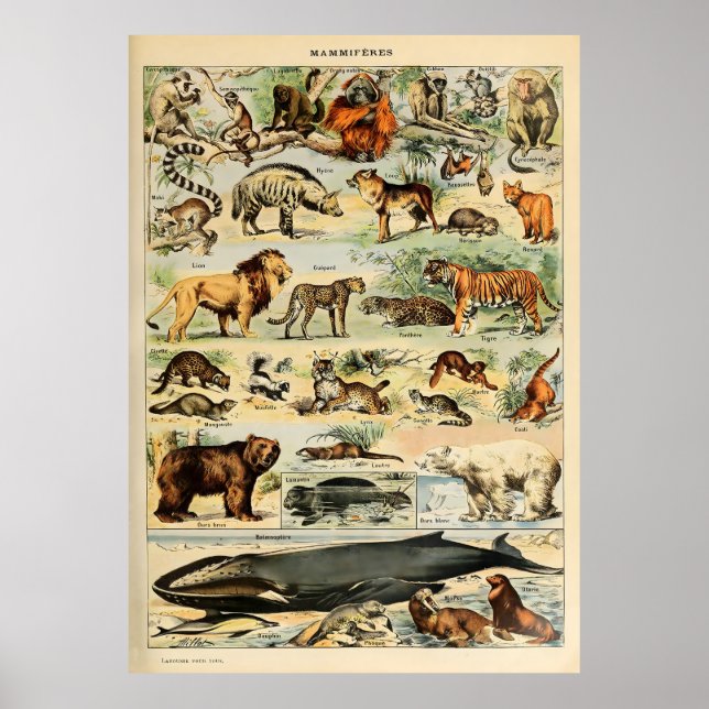 Póster Adolphe Millot Animales (Frente)