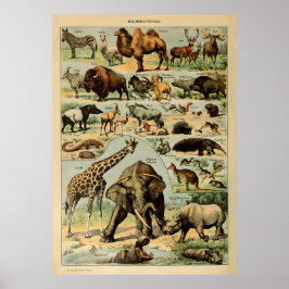 Póster Adolphe Millot Animales