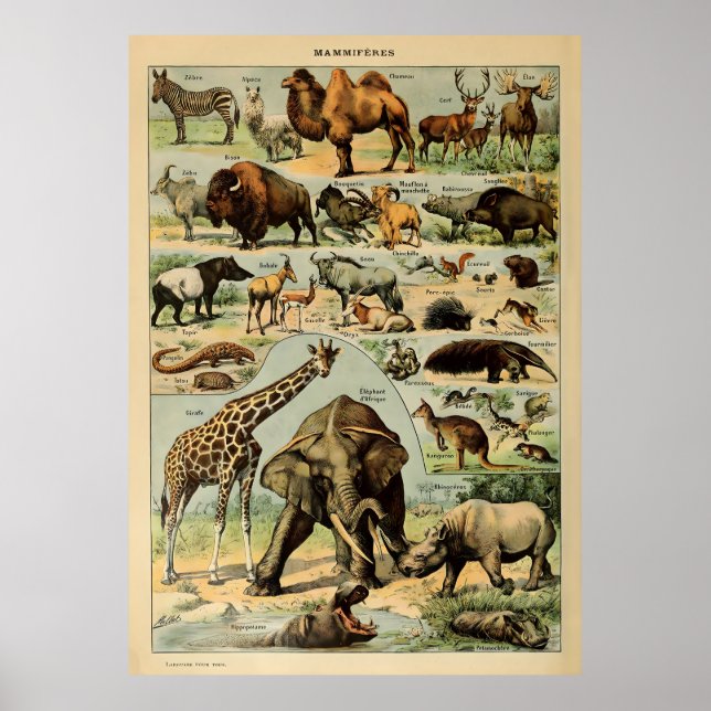 Póster Adolphe Millot Animales (Frente)