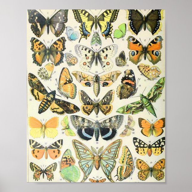 Póster Adolphe Millot butterflies A (Frente)