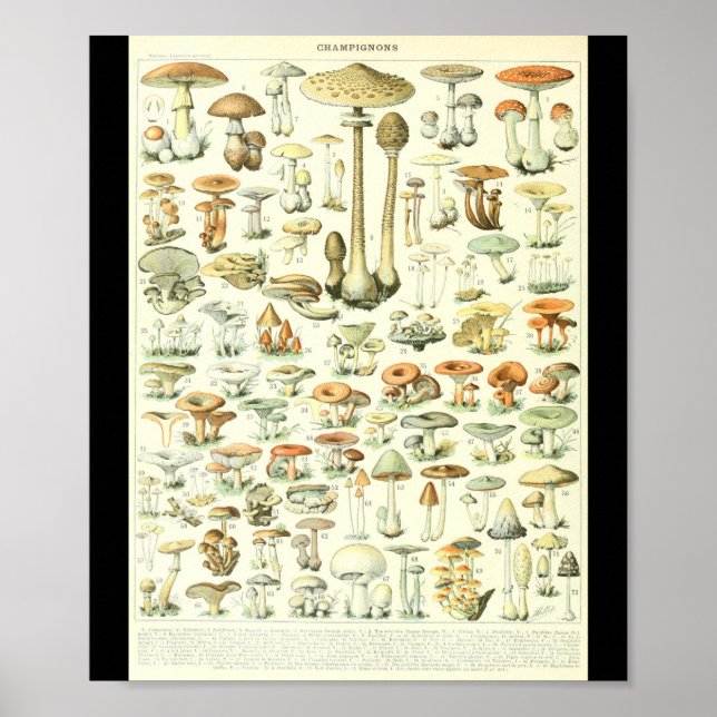 Póster Adolphe Millot Champignon B Mushrooms Chart (Frente)