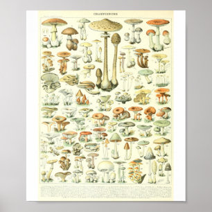 Póster Adolphe Millot Champignon B Mushrooms Chart