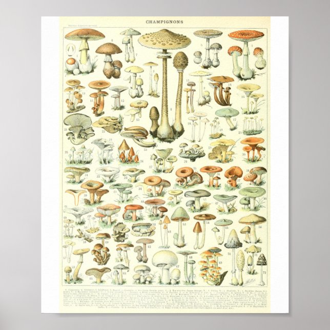 Póster Adolphe Millot Champignon B Mushrooms Chart (Frente)