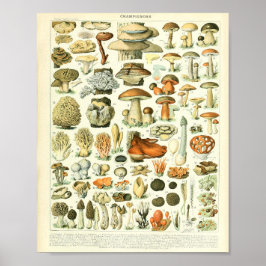 Póster Adolphe Millot Champignon Mushroom Print