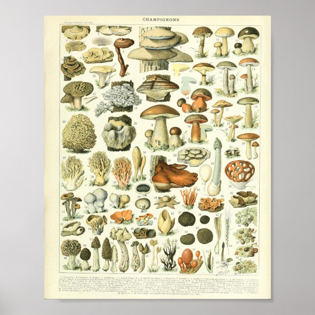 Póster Adolphe Millot Champignon Mushroom Print (Frente)