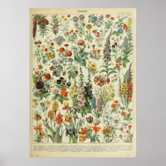 Póster Adolphe Millot Fleurs