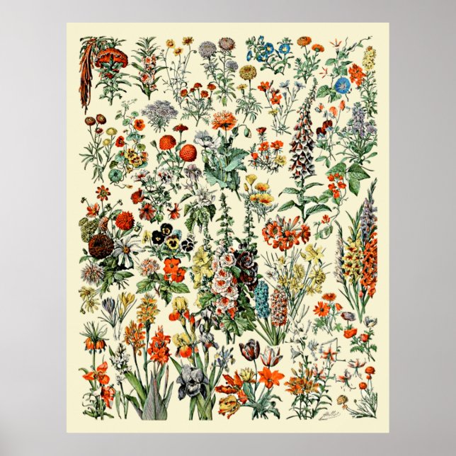 Póster Adolphe Millot Flowers (Frente)