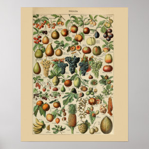 Póster Adolphe Millot Fruits Print Poster