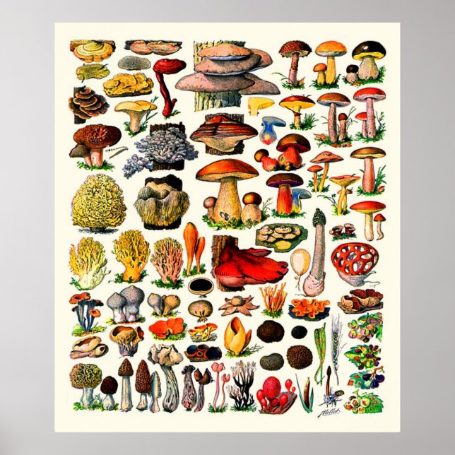 Póster Adolphe Millot ~ Fungi (Frente)