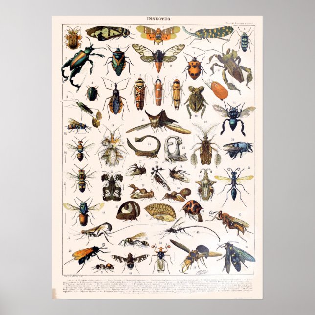 Póster Adolphe Millot Insects (Frente)