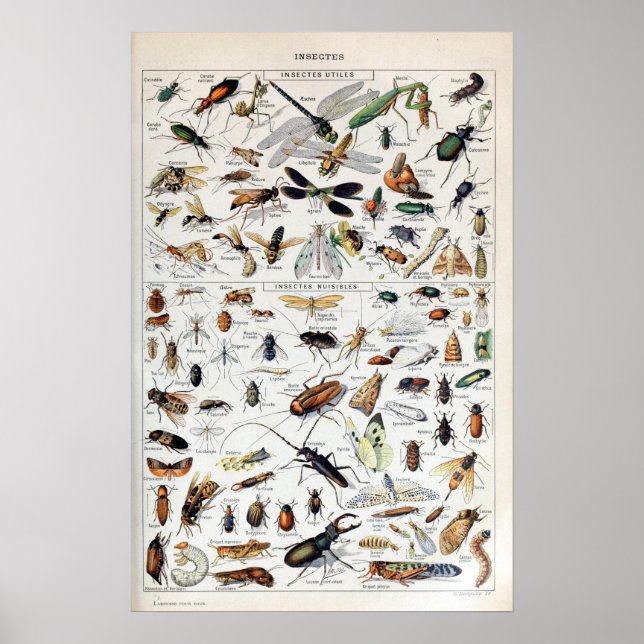 Póster Adolphe Millot Insects (Frente)