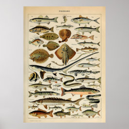 Póster Adolphe Millot Marine Fish